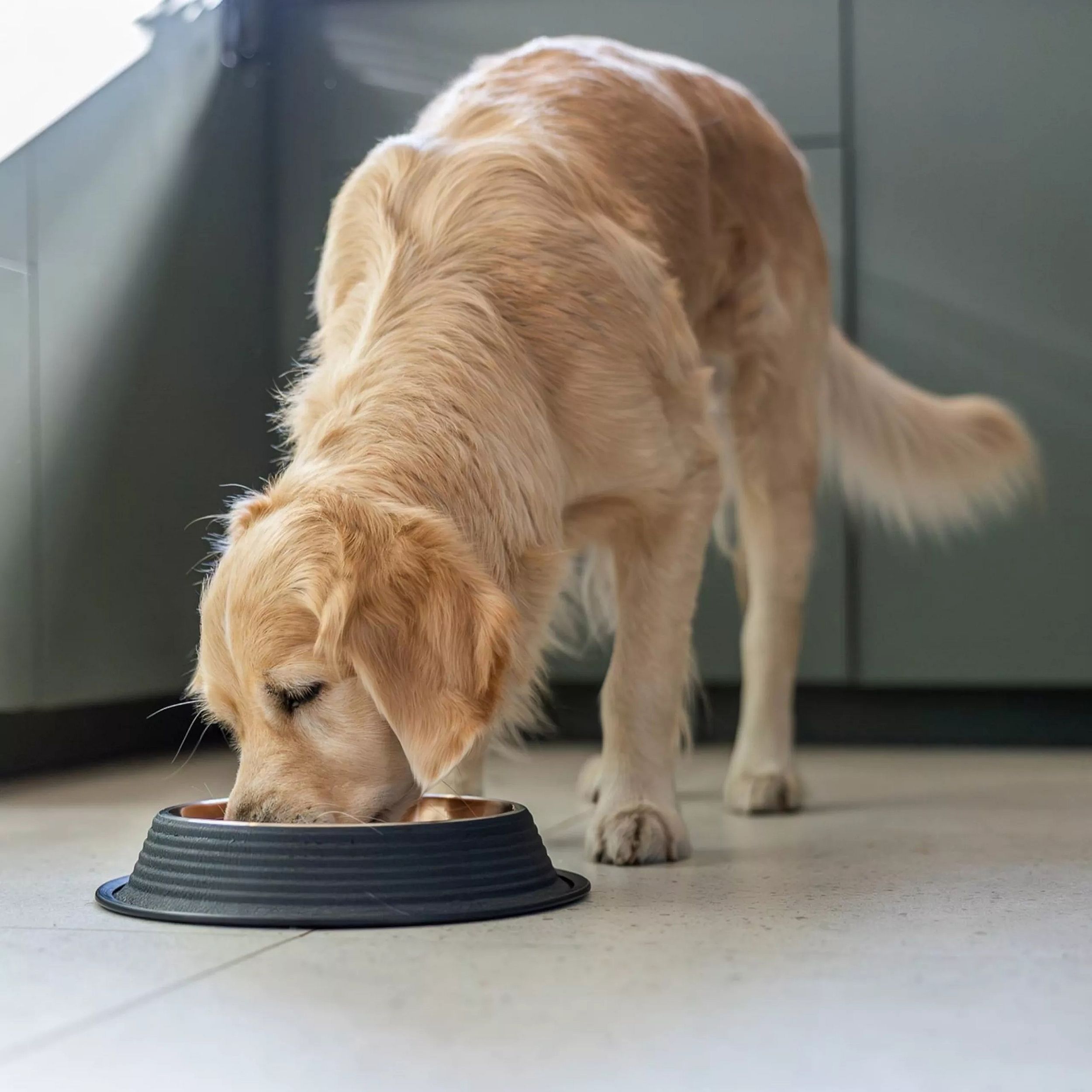 dog, golden retriever, feeding, bowl, pet