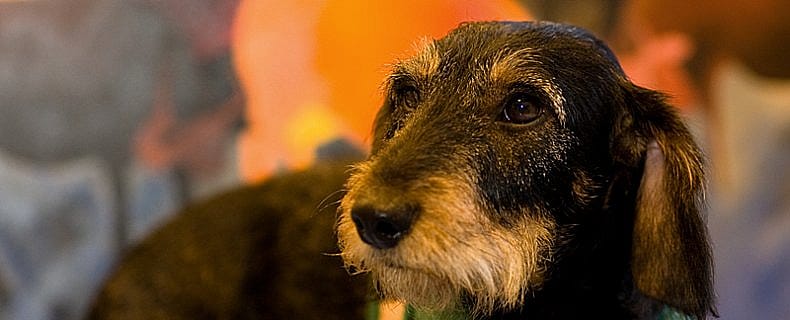 338bde8478dc1d96af2b6c47dfc386e4