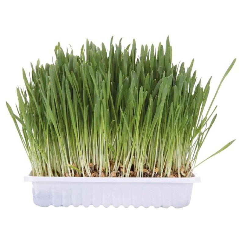 Trixie_knaagdiergras_bak_100gram_Knaagdier_en_konijn_1 Trixie Knaagdiergras Kweekbakje 100 gram - Knaagdier Konijn