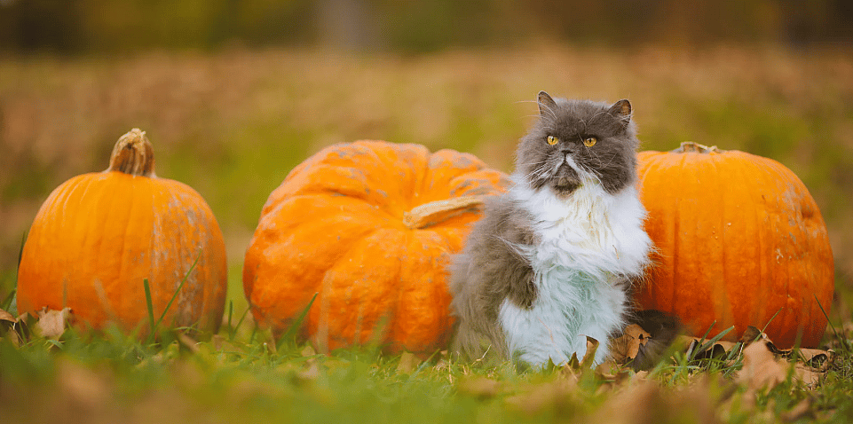 Herfsttips-kat