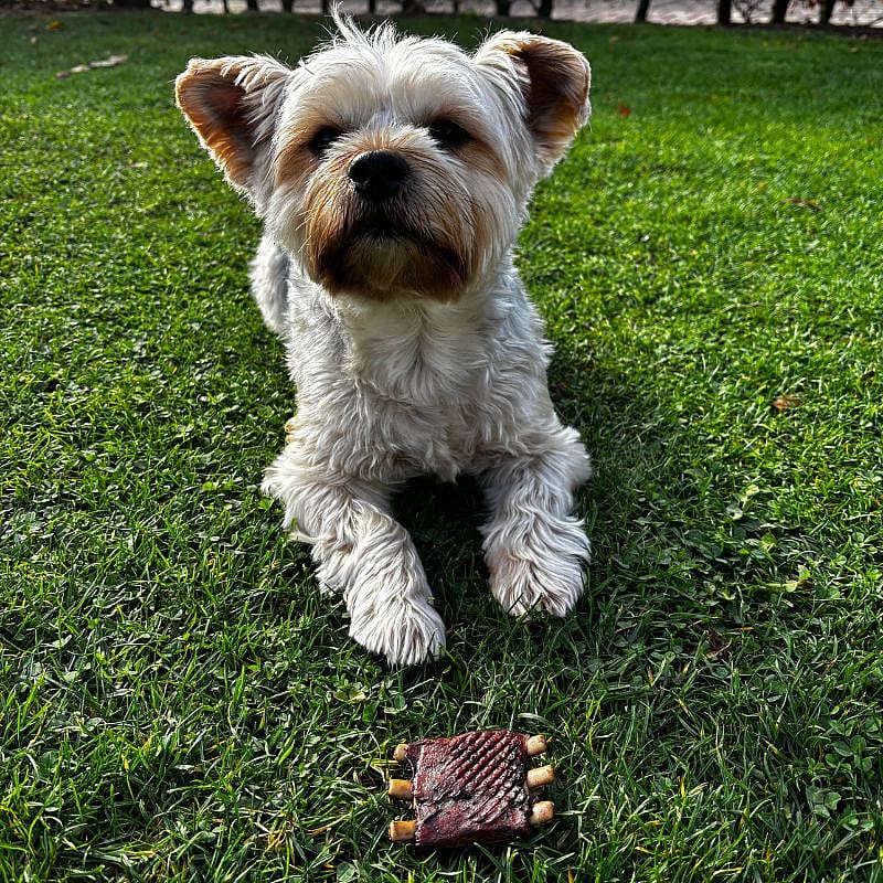 Dierapotheker BBQ Spareribs 3 stuks Hond