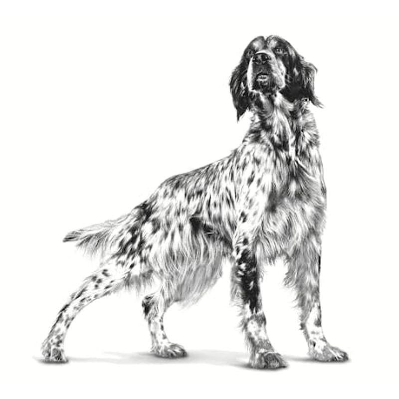 Royal Canin Anallergenic Hond