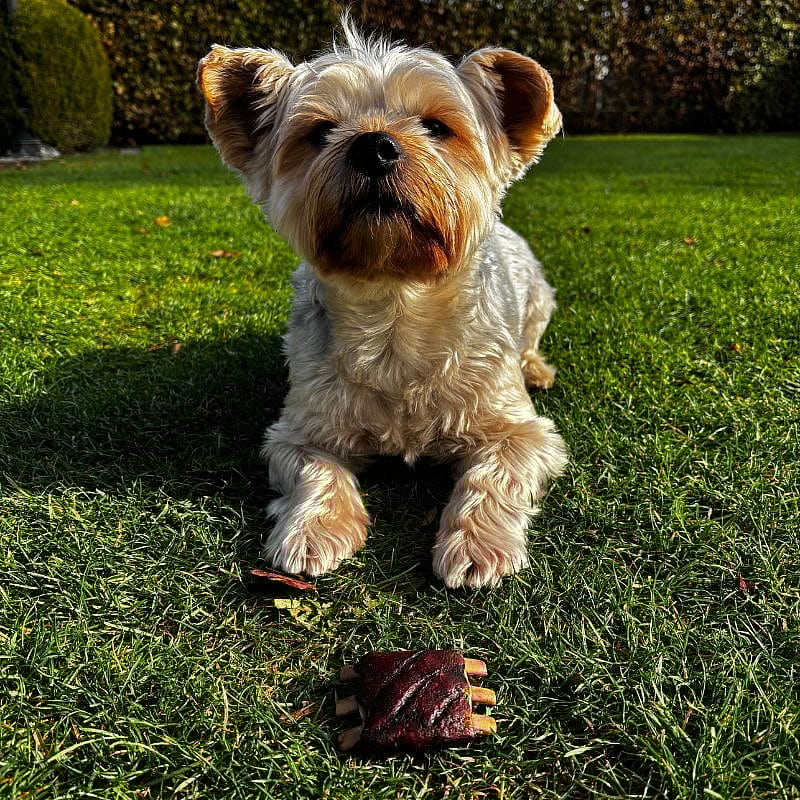 Dierapotheker BBQ Spareribs 3 stuks Hond