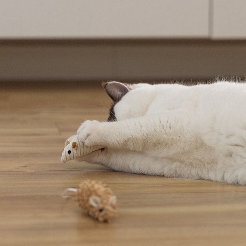 kat, kittenspeelgoed, pluche, kleurig, toon