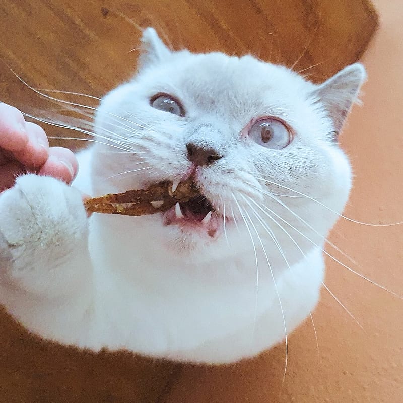 Dierapotheker Gedroogde Visjes