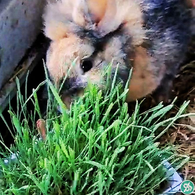 Trixie Knaagdiergras Kweekbakje 100 gram - Knaagdier Konijn