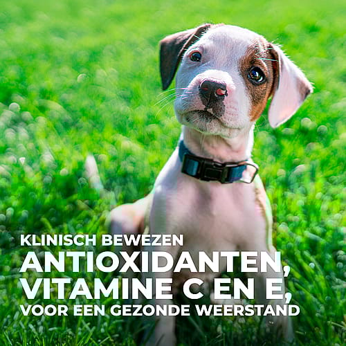 Hill's Science Plan Puppyvoer Natvoer 12 x 370 gram Rund