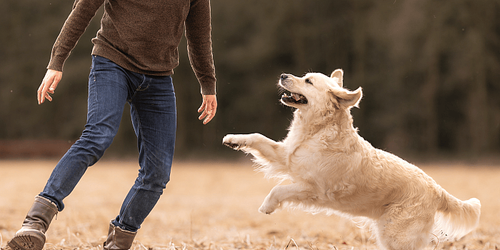 Omega3-Natuurlijke-pijnstilling-hond