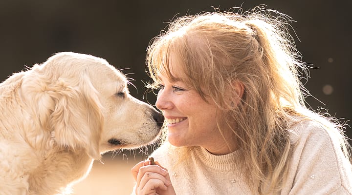 Hond, Golden Retriever, Huisdier, Persoon