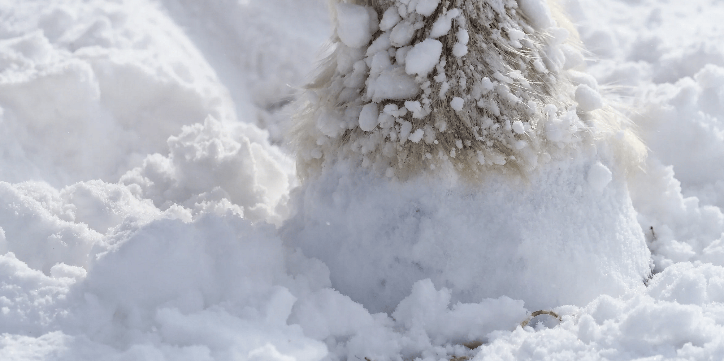 Sneeuw-ijs-strooizout-paardenhoef