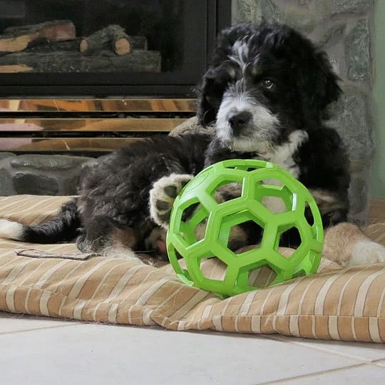 JW Hol-EE Roller Hond