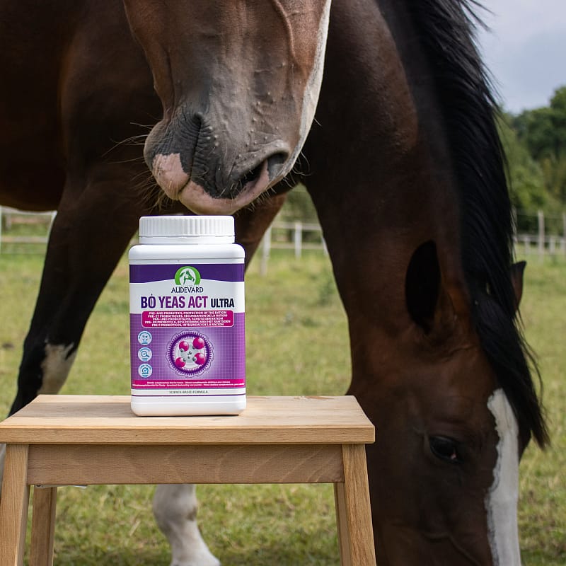 paard, paardenvoer, supplement, poeder, tabletten
