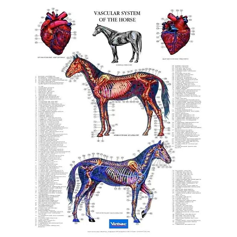 Anatomische_Posterset_Paard_Vascular_System Anatomische Posterset Paard 5 stuks compleet