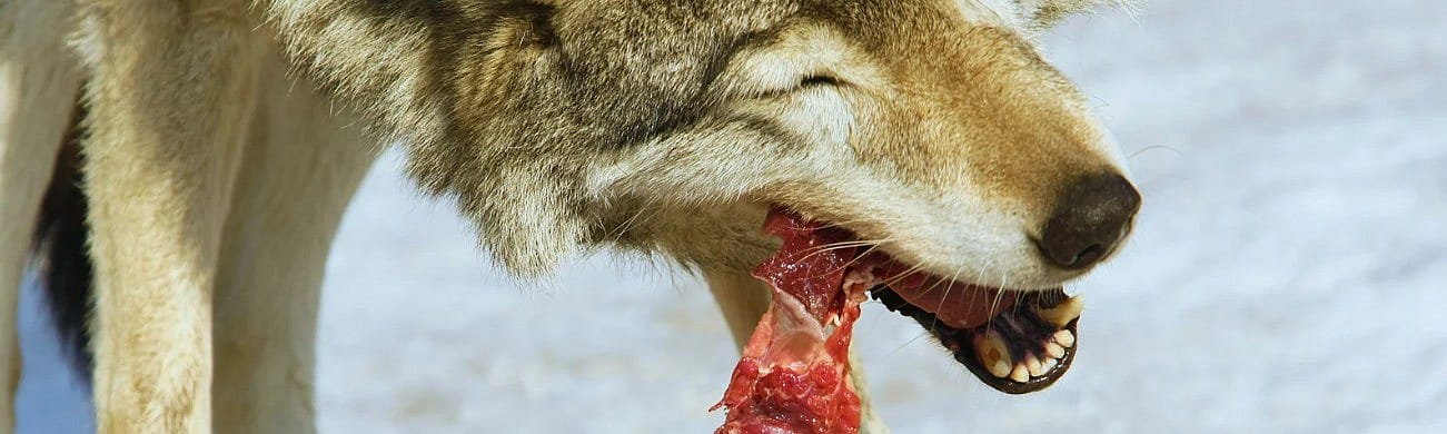 Hond-Wolf-eten