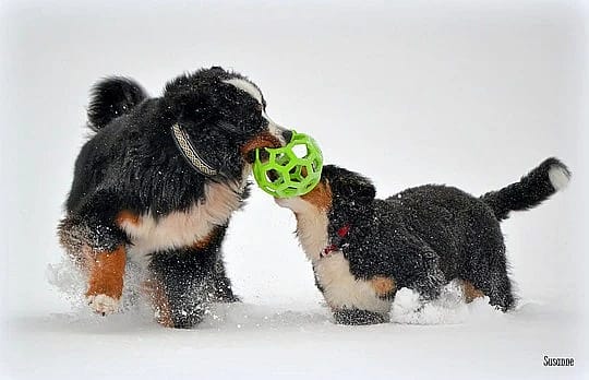 JW Hol-EE Roller Hond