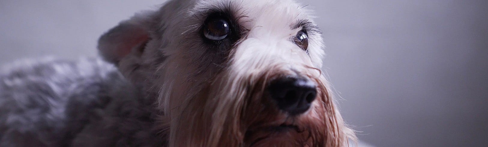 Nog een paar dagen tot Oud & Nieuw: zo helpt u uw hond kalm te blijven