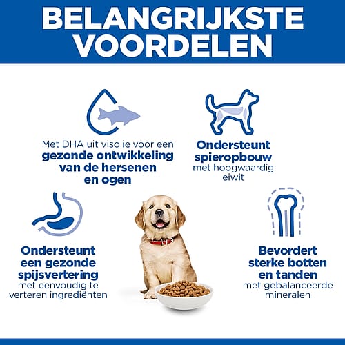 dog, dog food, bone, bowl, nutrition