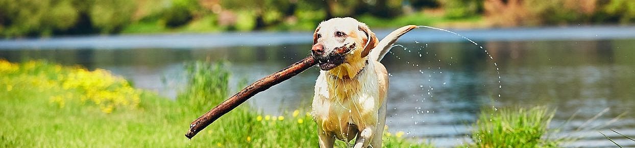 Blauwalgen gevaar zwemwater hond