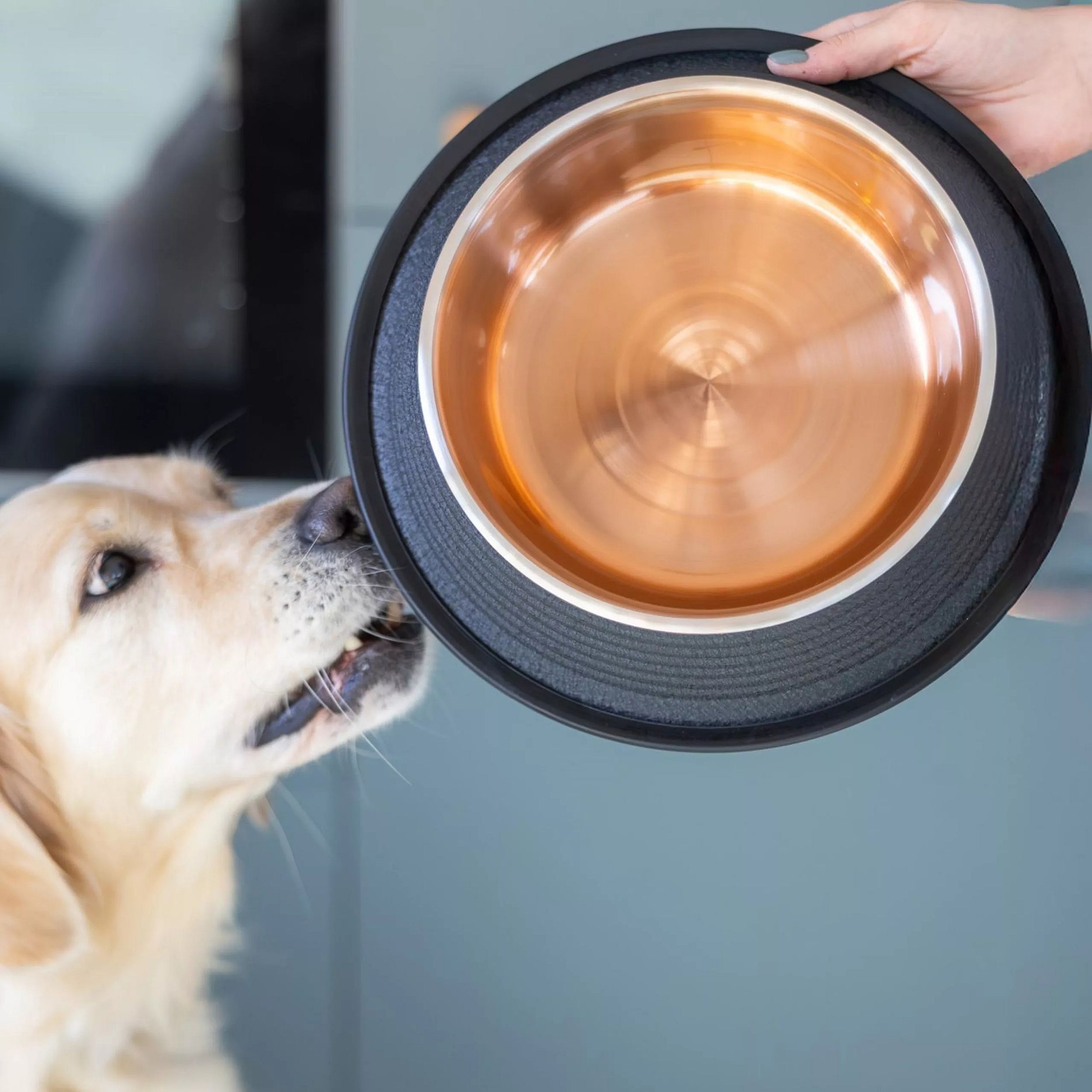 dog, pet bowl, metal bowl, koperen kom, voedingskom
