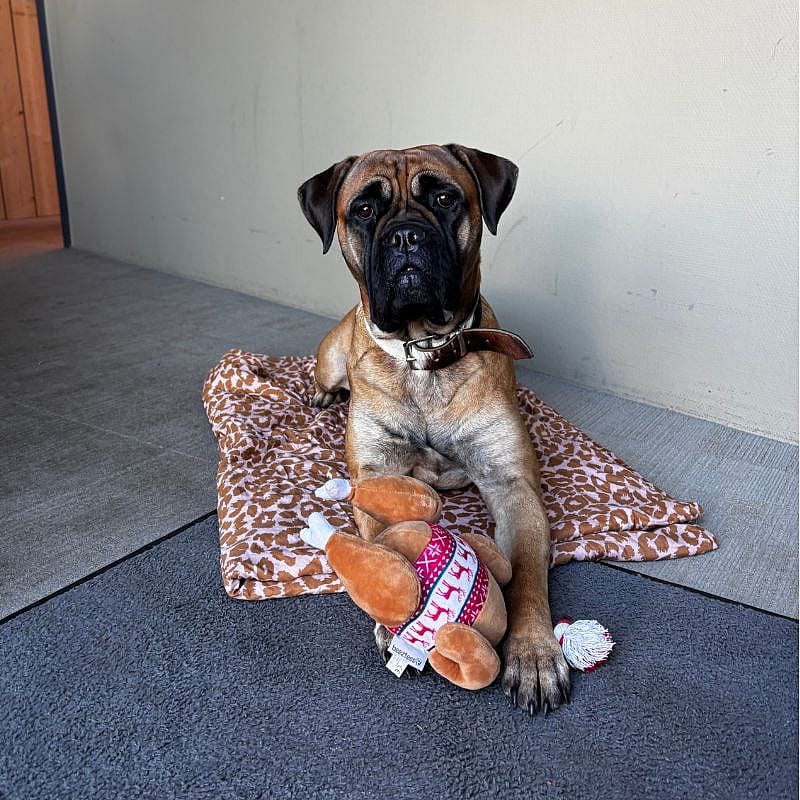 Beeztees Kerstkalkoen Pluche Hond