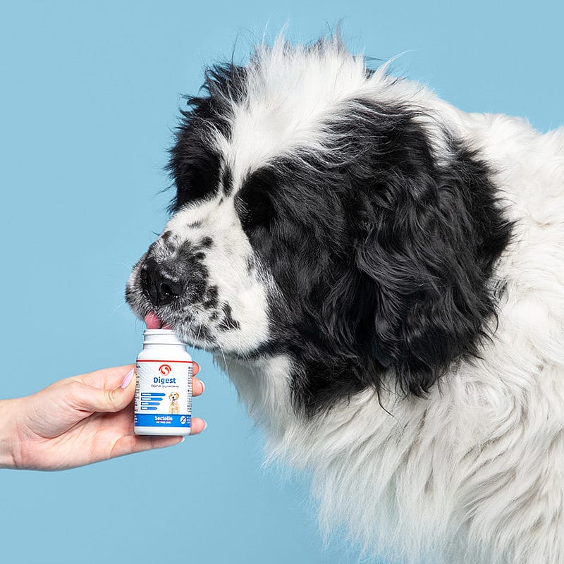 Sectolin Digest Hond 100 tabletten