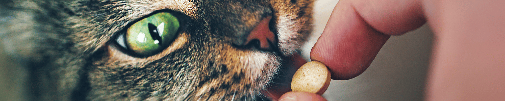 Vinger, Hand, Persoon, Hond, Huisdier