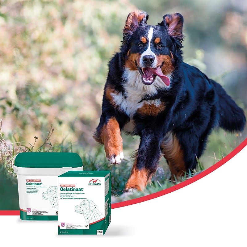 Primeval Gelatinaat Hond 500 gram