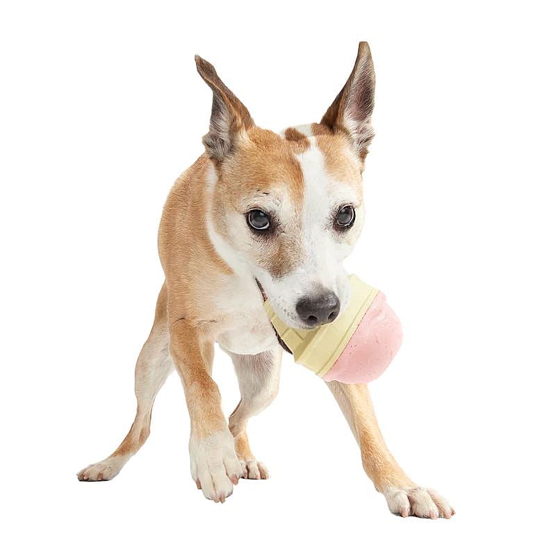 hond, kauwspeeltje, roze bal, mondstuk, spelen