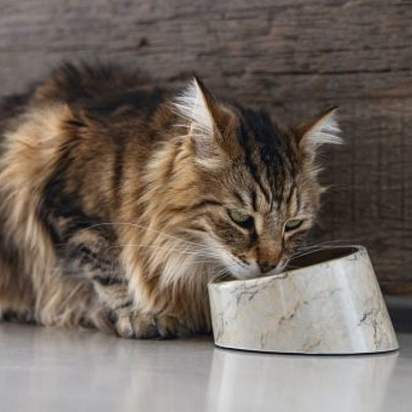 Designed by Lotte Melamine Eet- of Drinkbak Vita Kat Beige - Mat gouden RVS eetbak