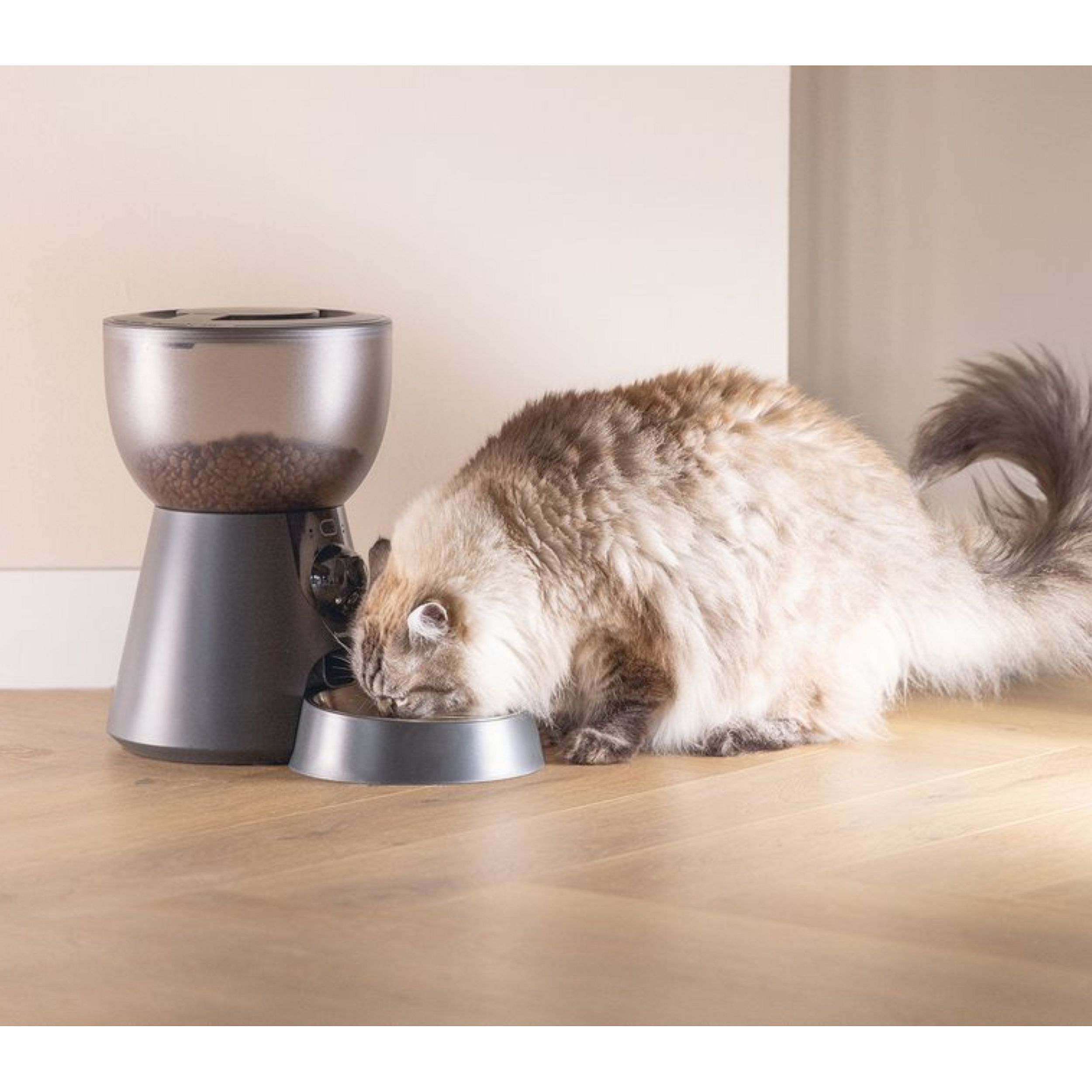 kat, voedingsbak, kattenvoer, voerbak, huisdier