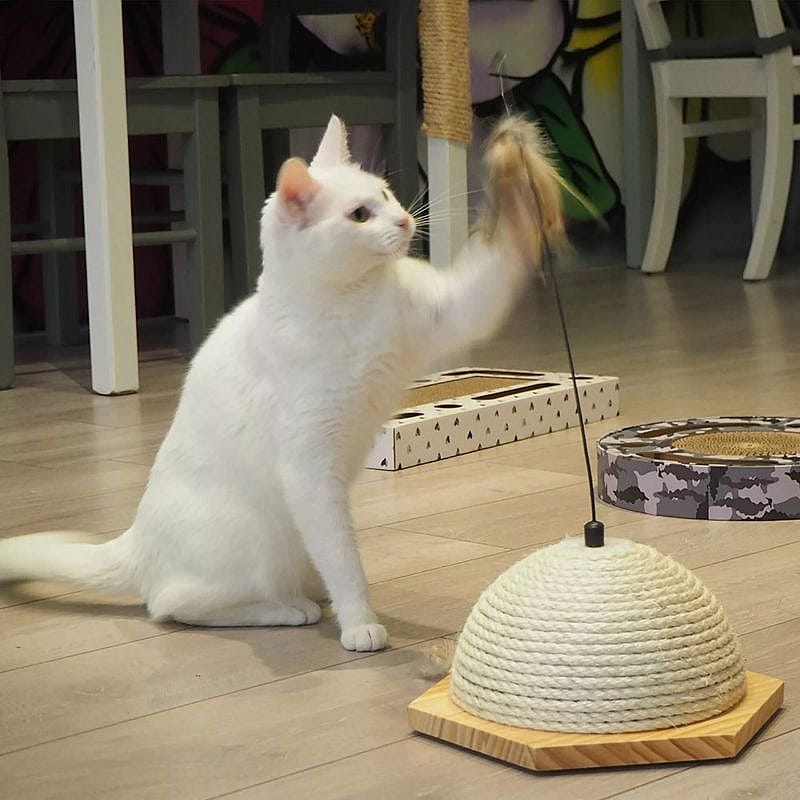 Quapas! Kattenspeeltje Vote Kat