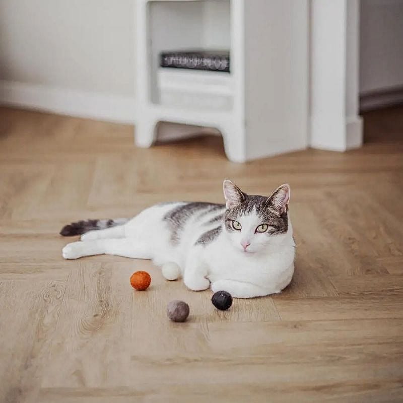 kat, katten, huisdier, kleur, bal