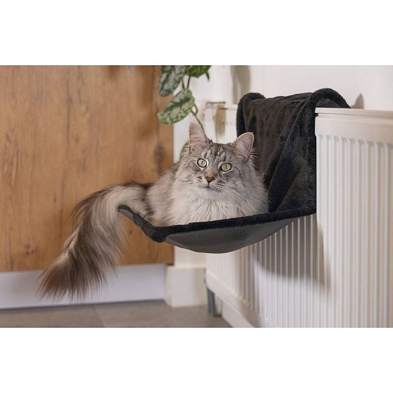 kat, huisdier, kattenhangmat, grijs, vachtverf