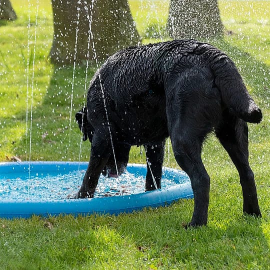 COOL01202-coolpets-splash-pool-sproeier Coolpets Splash Pool Sproeier