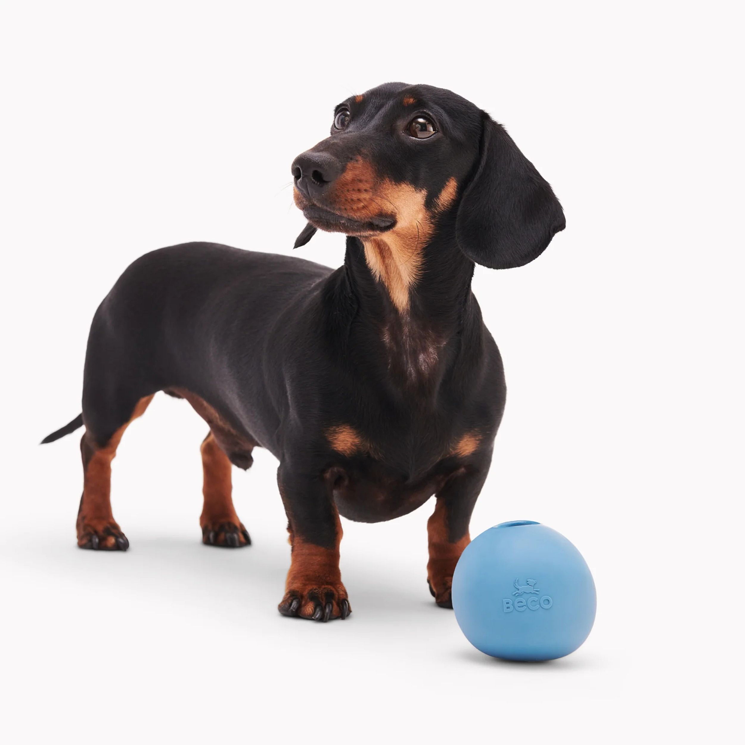 dachshund, hond, korte poten, zwart-bruin, bal
