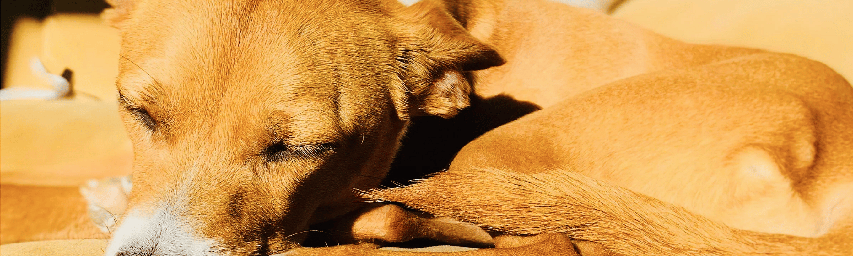 Hitte-hond-supplementen