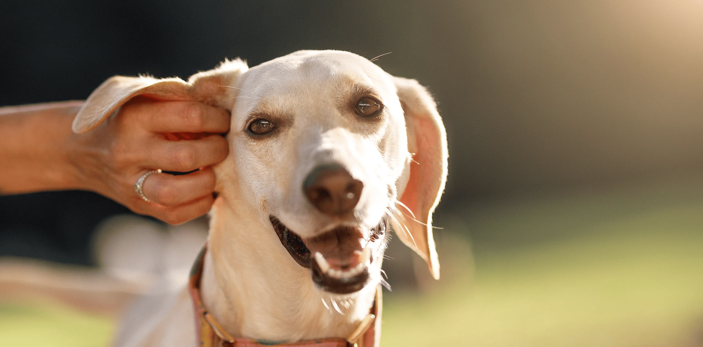 Oorontsteking-gist-hond