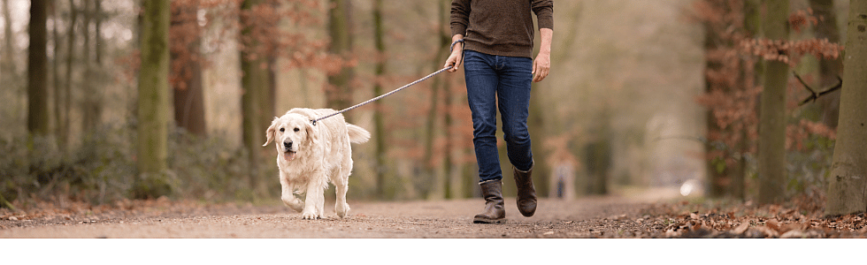 Hond-uitlaten-donker
