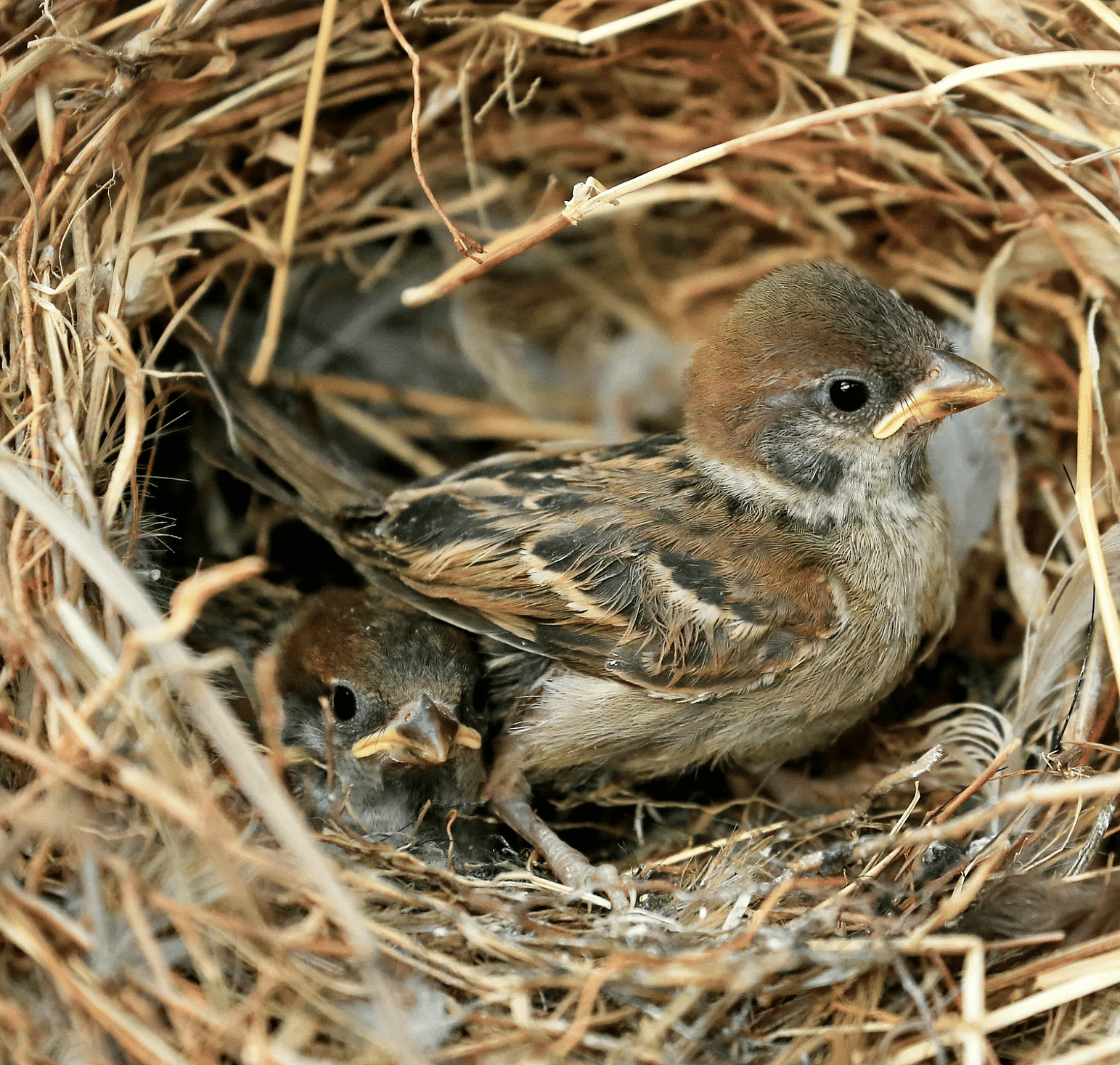 Vogel-uit-nestje-gevallen