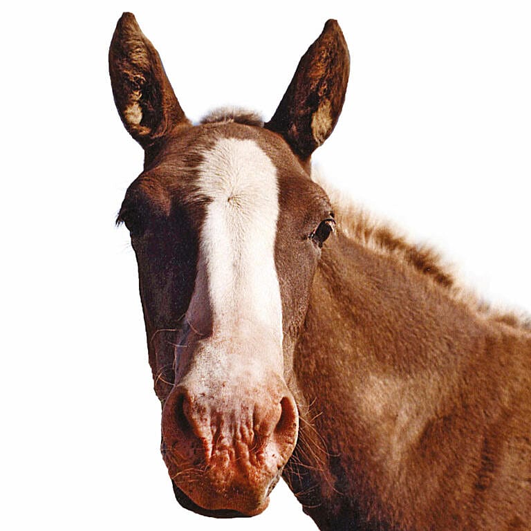 Maxani SunCare Dier 30 ml