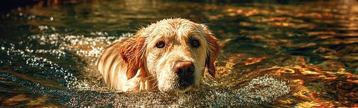 Hond-met-pijn-helpen