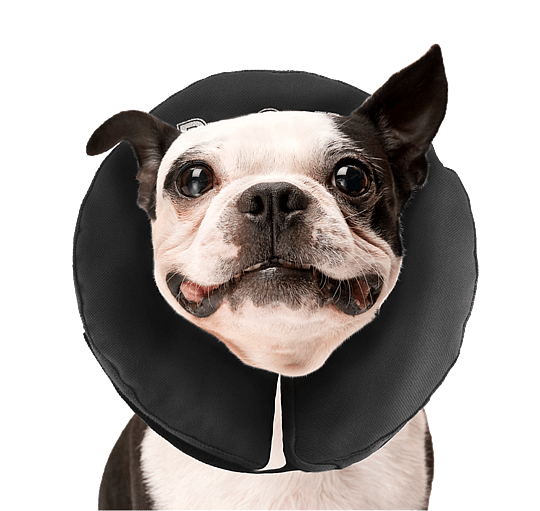 Zenpet Procollar Kraag