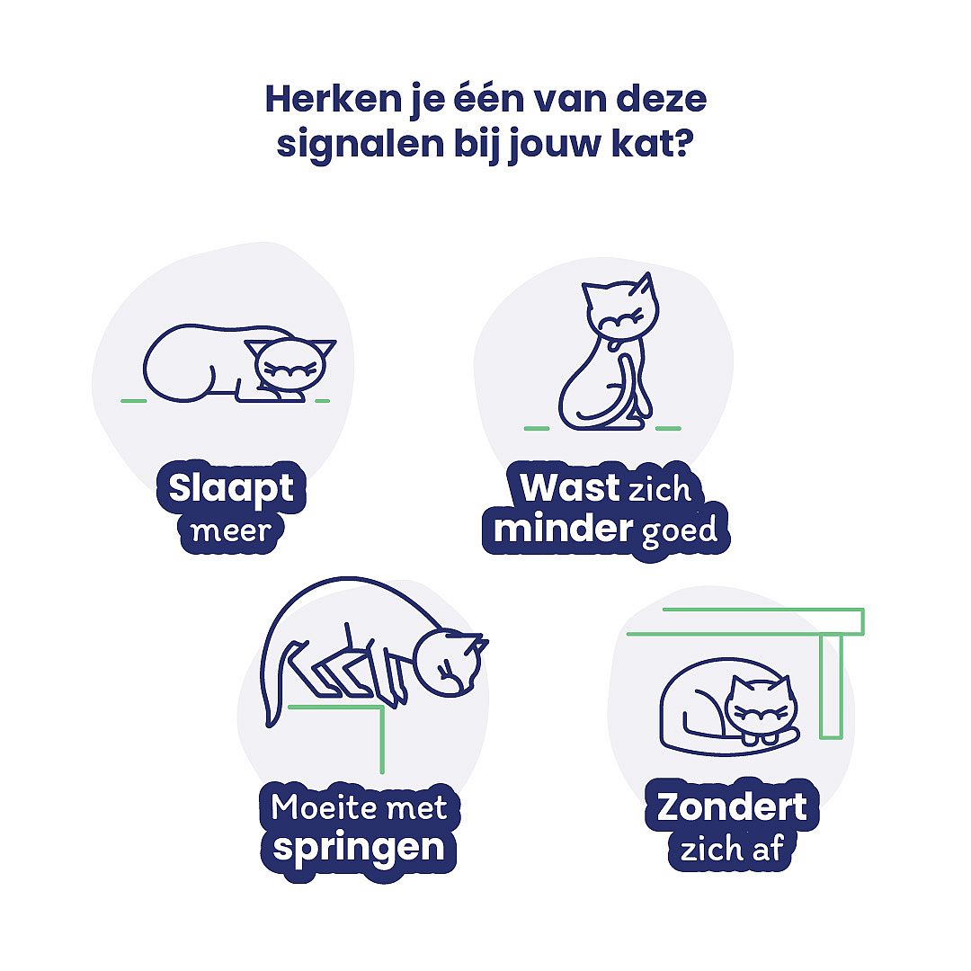 kat, donkergroen, zitten, slapen, kater
