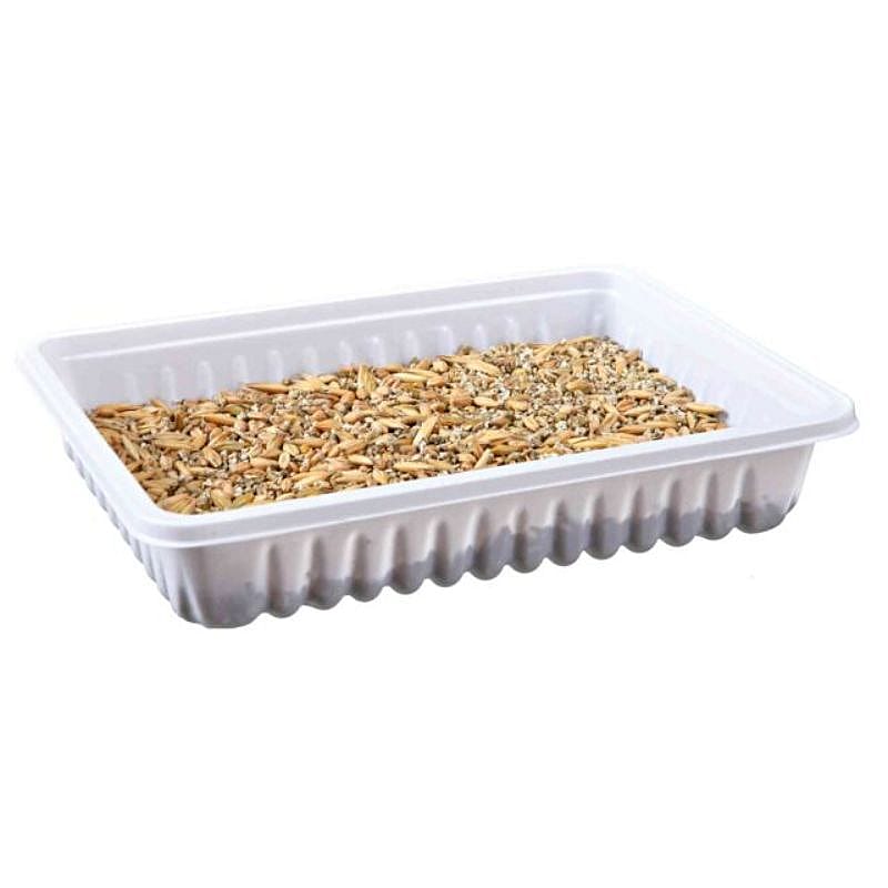 Trixie_knaagdiergras_bak_100gram_Knaagdier_en_konijn_2 Trixie Knaagdiergras Kweekbakje 100 gram - Knaagdier Konijn