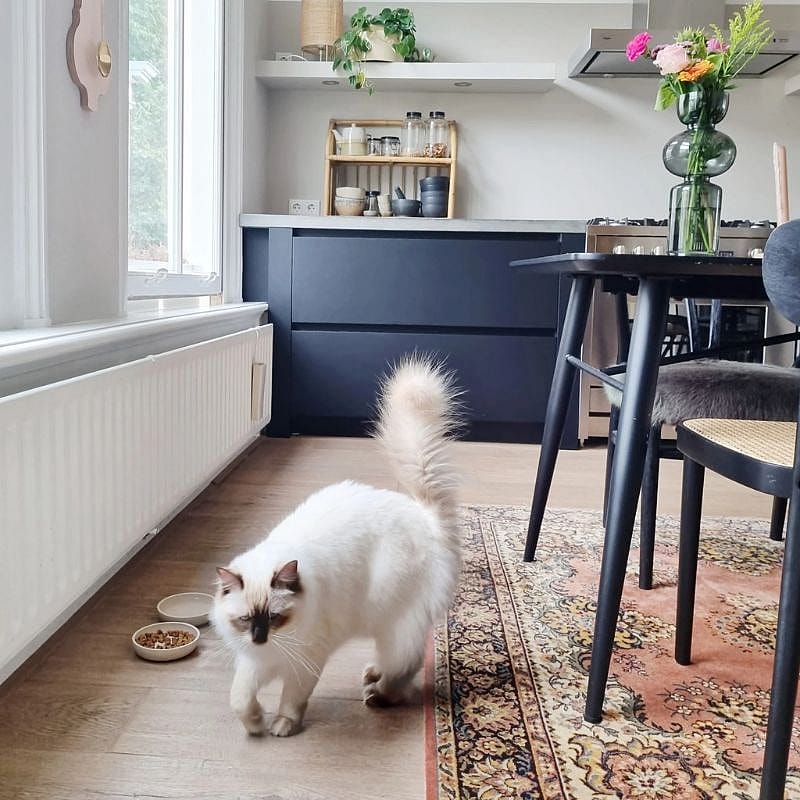 District 70 BAMBOO Stijlvolle Voerbak Kat Merengue