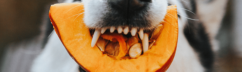 9bb0c8e29066ed20d415e93d3a3928f6