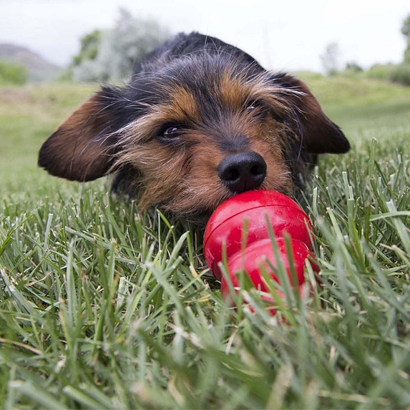 KONG Easy Treat Hondensnack 226 gram Cheddar Kaas