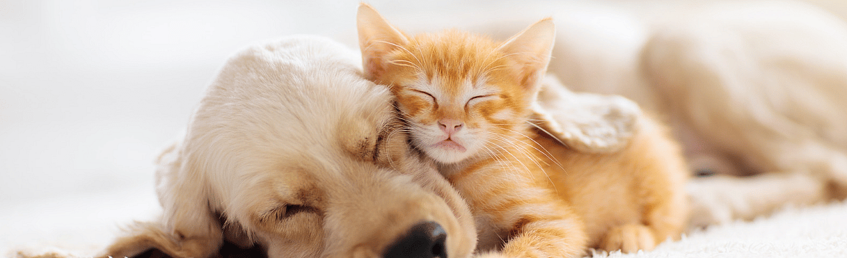 Hersenen-hond-kat-MCTs