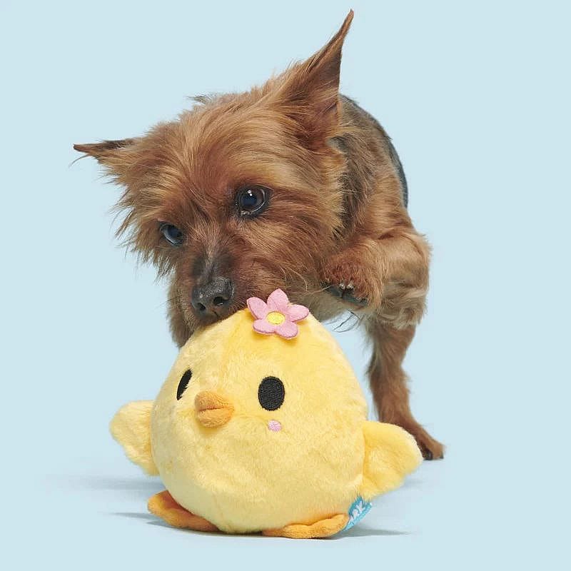 dog, pet toy, plush, yellow chick, soft toy
