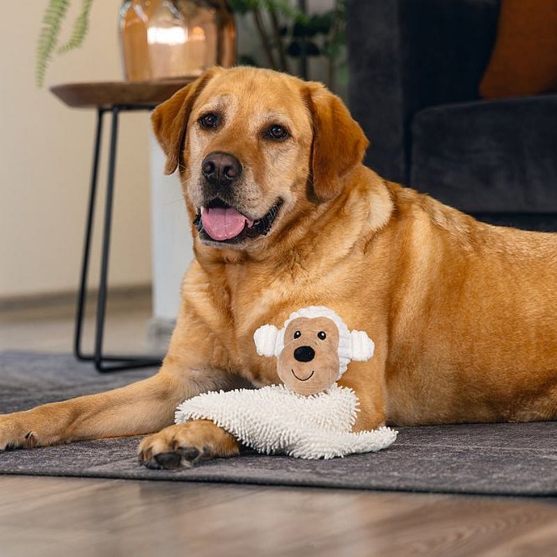 dog, gouden retriever, hond, knuffel, speelgoed